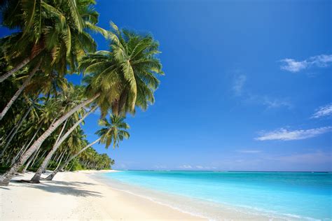 beach palm trees sea landscape nature wallpapers hd desktop  mobile backgrounds