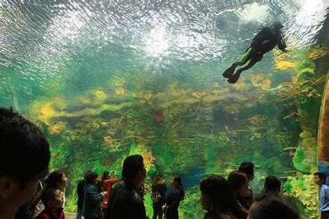 chimelong ocean kingdom worlds largest aquarium opens  china huffpost