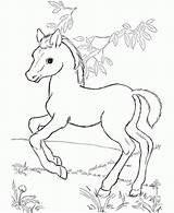 Horse Coloring Pages Detailed Printable Horses Color Print Getcolorings Baby sketch template