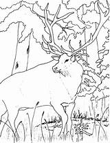 Elk Coloring Pages Drawing Getdrawings Bull sketch template