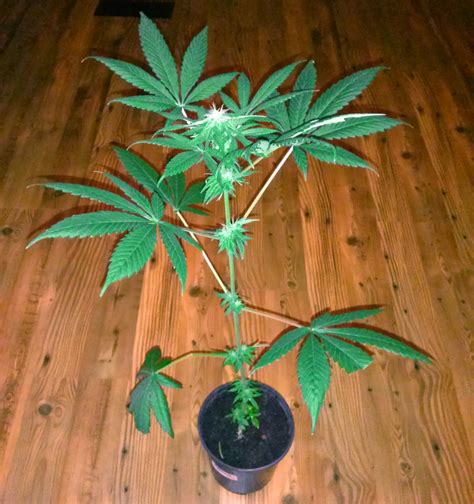 unfortunate plant training mistakes grow weed easy