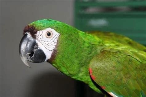 mini macaw male  sale  south houston texas classified americanlistedcom
