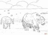 Coloring Yak Pages Calf Mother Comments Skip Main sketch template