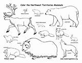 Animals Coloring Nunavut Pages Mammals Yukon Animal Canadian Color Northwest Territory Territories Canada Tundra Arctic Worksheets Biomes Colour Exploringnature Printable sketch template