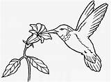 Coloring Pages Hummingbird Printable Getdrawings sketch template