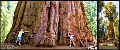 facts  giant sequoias tree   surprise