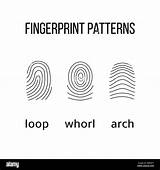Fingerprint Arch Whorl sketch template