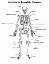 Corpo Esqueleto Atlas Dos Atividades Ossos Anatomia Humana Musculos Figura Sistema Observe Responda Vamos Esquelético Atividade Professora Variadas Infantil Livro sketch template
