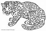 Coloring Pages Jaguar Jungle Animals sketch template