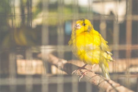 Canary The World S Most Abundant Domestic Bird 🐦 【exotic Birds】