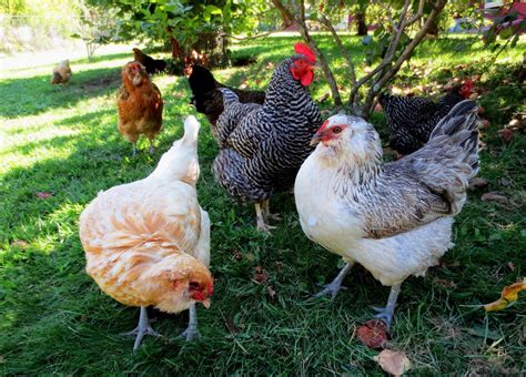 pros  cons  backyard chickens