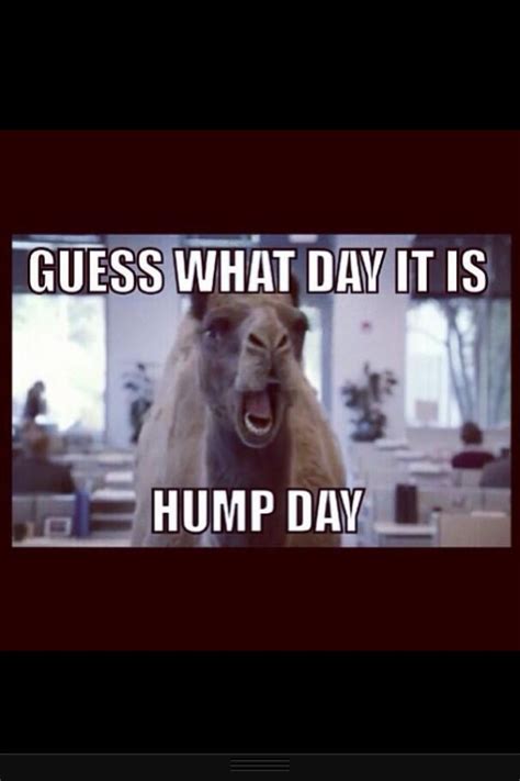 1000 Images About Hump Day On Pinterest It Is Happy And Hunt S
