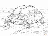 Tortoise Coloring Pages Sulcata Printable Drawing Turtle Color Animal Kids Giant Reptiles Adults Schildpadden sketch template