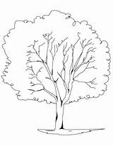 Bare Tree Coloring Getdrawings sketch template