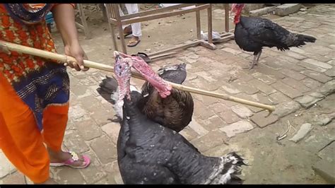 chicken fighting amazing chicken fighting turkey bird fighting