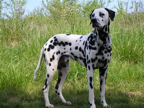 dalmatian breed profile australian dog lover