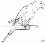Coloring Parakeet Draw Drawing Pages Rose Ringed Step Rosella Parrots Printable Tutorials Drawings Parrot Realistic Animals Birds Parakeets Kids Supercoloring sketch template