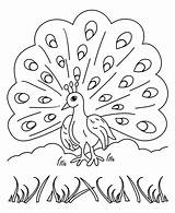Peacock Kids Clipart Printable Colouring Coloring Library sketch template