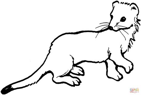 long tailed weasel coloring page  printable coloring pages
