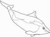 Porpoise Dugongs Bottlenose Dugong sketch template