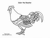 Rooster Sponsors Support Coloringnature sketch template