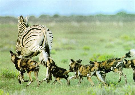 african wild dog  pack chasing zebra display full image