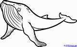 Drawing Whale Humpback Coloring Pages Animals Sea Color Animal Draw Step Drawings Fish Simple Dragoart Choose Board Kids sketch template