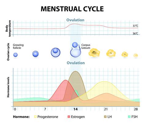 menstrual cycle hormones and fertility