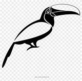 Toucan Pngfind sketch template