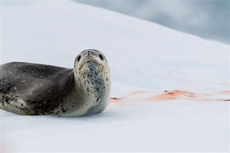 Curious Leopard Seal Port Lockroy Antarctica Wildlife