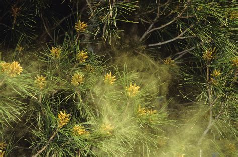 atlantas pollen count  guide  treating spring allergies