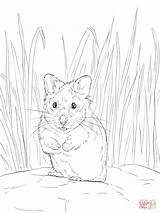 Hamster Coloring Pages Printable Dwarf Realistic Baby Print Colouring Cute Color Getcolorings Drawing sketch template