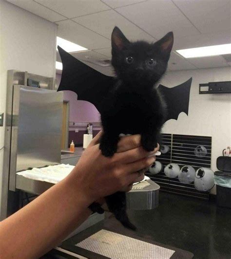 heres  kitten dressed   bat pssst picked   internet