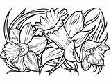 Daffodil Narciso Flor Narcisos Colorironline sketch template