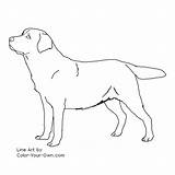 Labrador Coloring Dog Retriever Pages Lab Color Line Puppy Realistic Dogs Labradors Retrievers Own Stand Paintings Kids Index sketch template