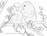 Lovebird Parrot Cockatiel Getcolorings Lovebirds Getdrawings sketch template