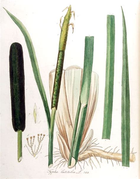risultati immagini per typha latifolia tifa flora