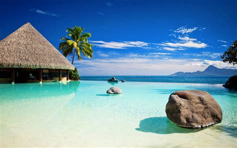 palm tree   paradise beach     desktop