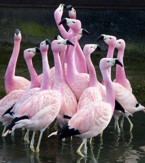how planet earth s ice skating flamingos collectively get in the mood