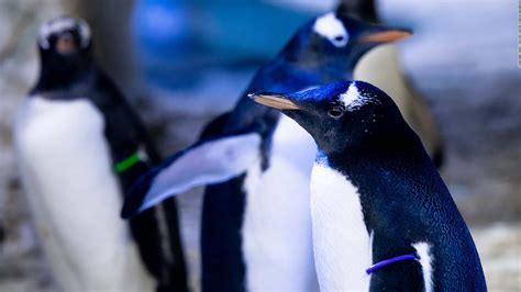 a same sex penguin couple became first time moms at spanish aquarium cnn