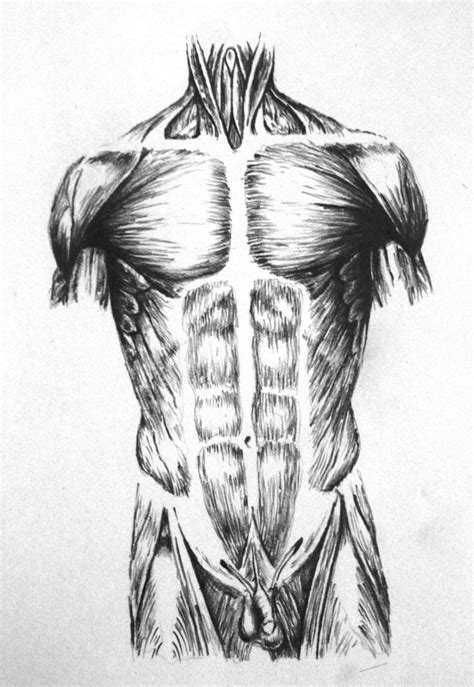 anatomical drawing  taylorweaved  deviantart