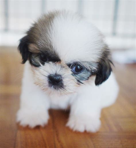 meggins  cute puppy dog pictures blog  stories poi