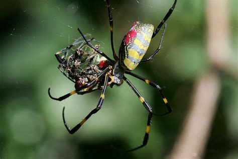 Sometimes Male Spiders Eat Their Mates Too Smart News