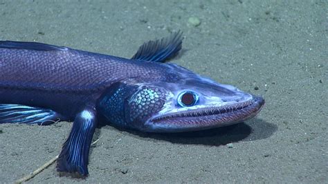 deep sea explorers spot mysterious intersex fish