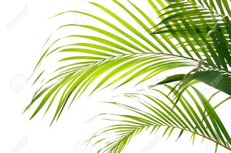 waving palm branches allpixclub palm fronds palm branch palm