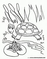 Pond Coloring Pages Frog Turtle Drawing Lily Pad Fish Printable Preschoolers Shell Color Life Getdrawings Sea Habitat Getcolorings Print Animals sketch template