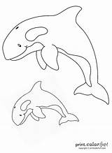Orca Coloring Orcas Pages Whale Color Killer Two Printcolorfun Ocean Print Book 1100px 39kb Kids Printables Uteer sketch template