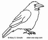 Crow Blackbird sketch template