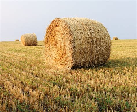 establish  fair price  standing hay