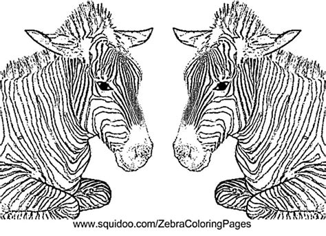 zebra coloring page zebra coloring page picture adapted  flickr